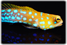 Blue Spot Jawfish